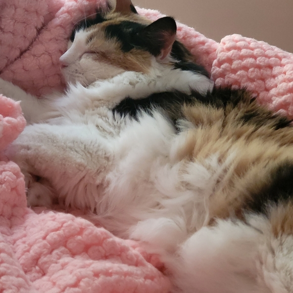 Meet your Posher, Deshante - Picture 8 of 8